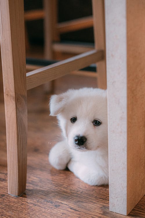 Free A Puppy Hiding under the Table Stock Photo