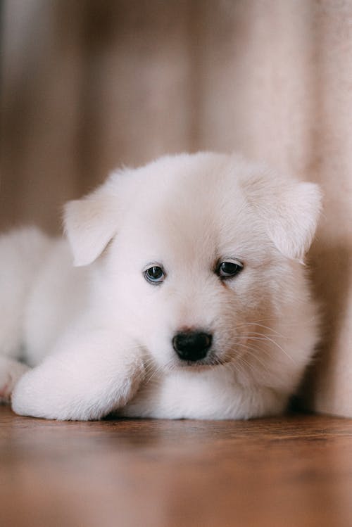 A White Dog Laying on Wooden Floor