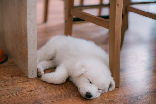 Cucciolo Bianco Sulla Tavola Di Legno Marrone