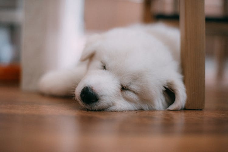 A Cute Dog Sleeping On The Floor