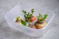 A Fresh Vegetables on a Plastic Container