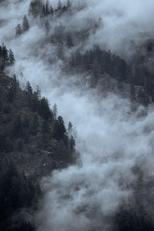 Free Captivating misty pine forests in Himachal Pradesh, India, showcasing nature's serene beauty. Stock Photo