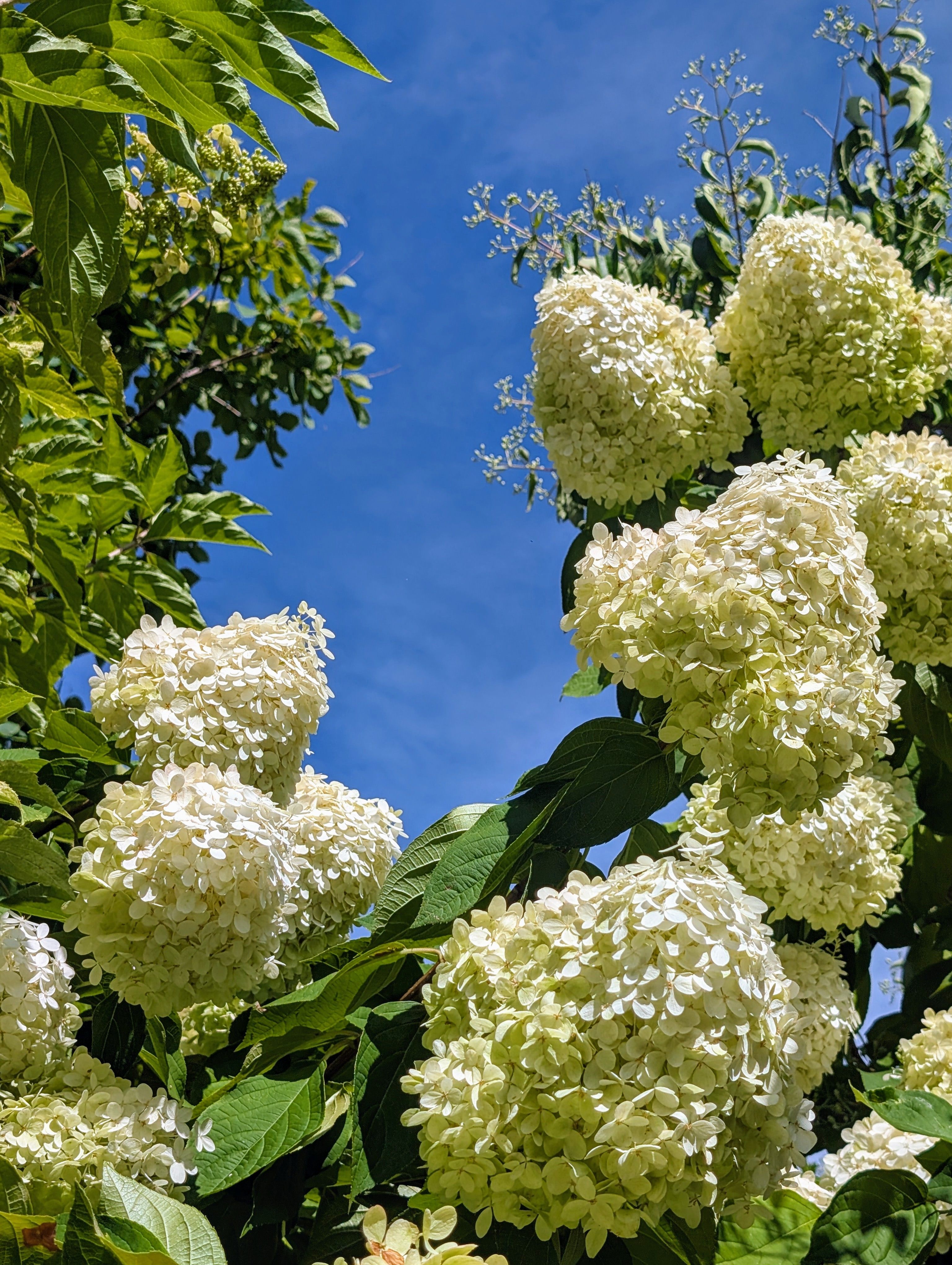 [ColoSach]-vibrant-white-hydrangea-flowers-bloom-beautifully-against-a-clear-blue-summer-sky.