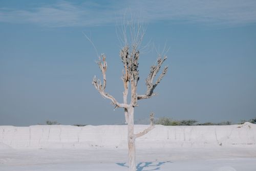 Free A barren tree stands in an arid landscape under a clear blue sky in Rajasthan, India. Stock Photo