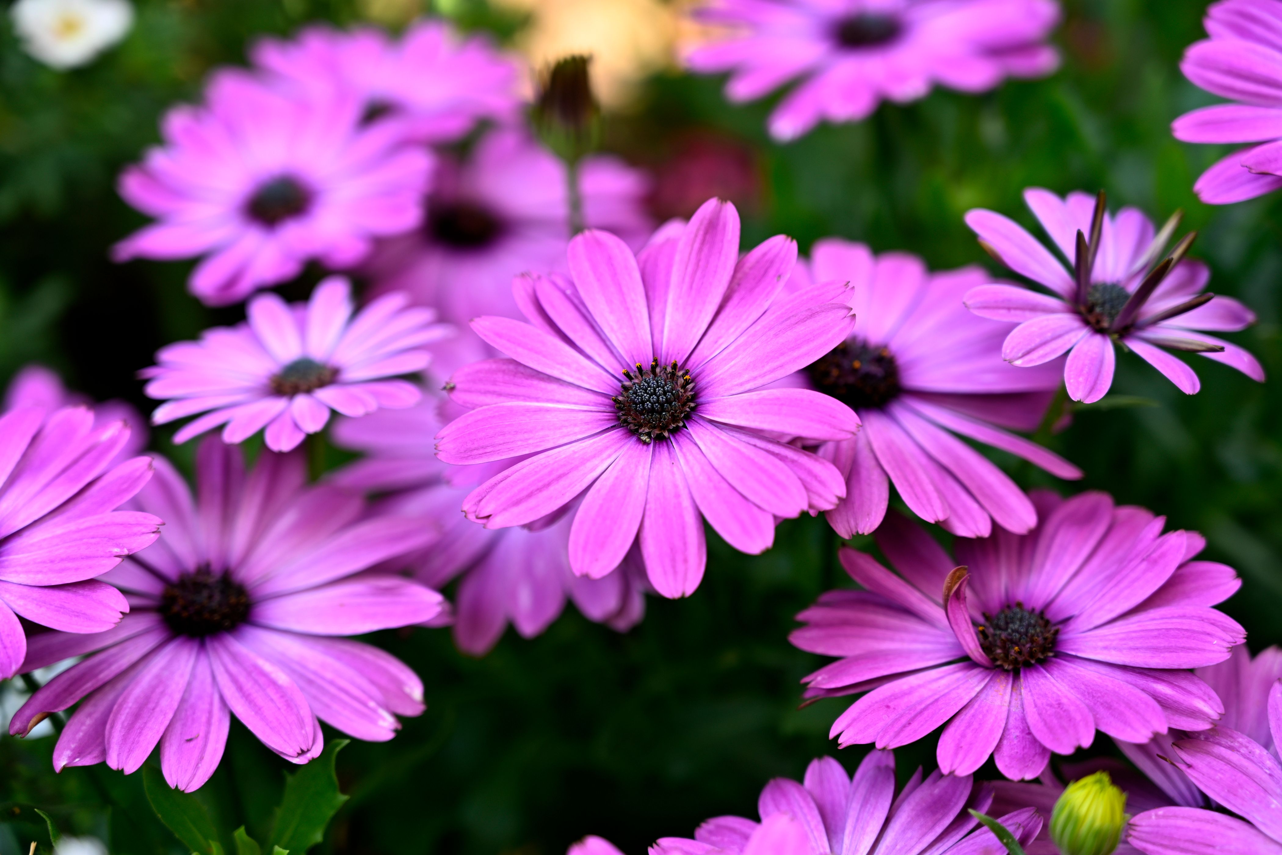 Close-up of vibrant purple African daisies (Osteospermum) in full bloom outdoors.
