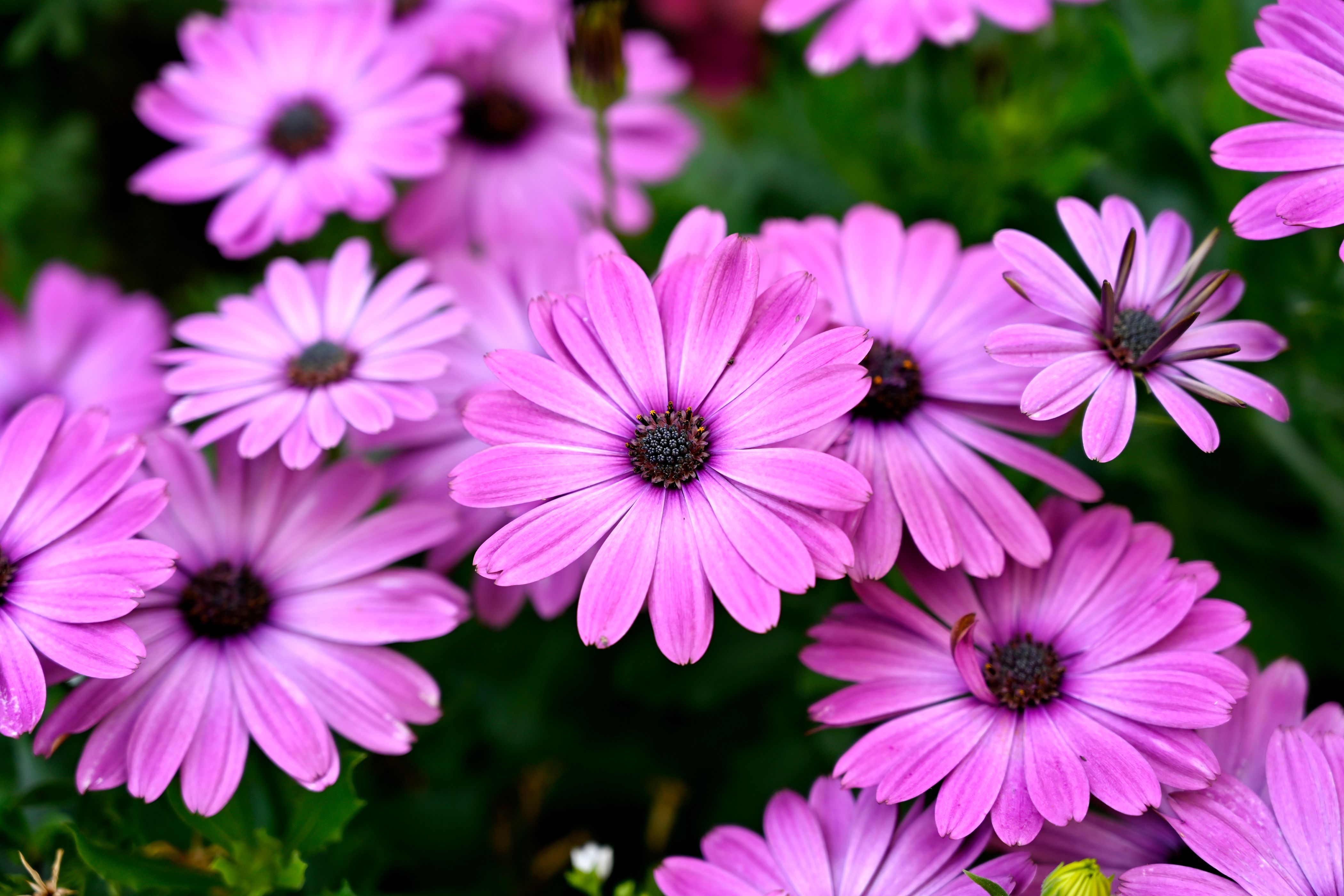 [ColoSach]-close-up-of-vibrant-purple-african-daisies-in-full-bloom,-showcasing-nature's-beauty.