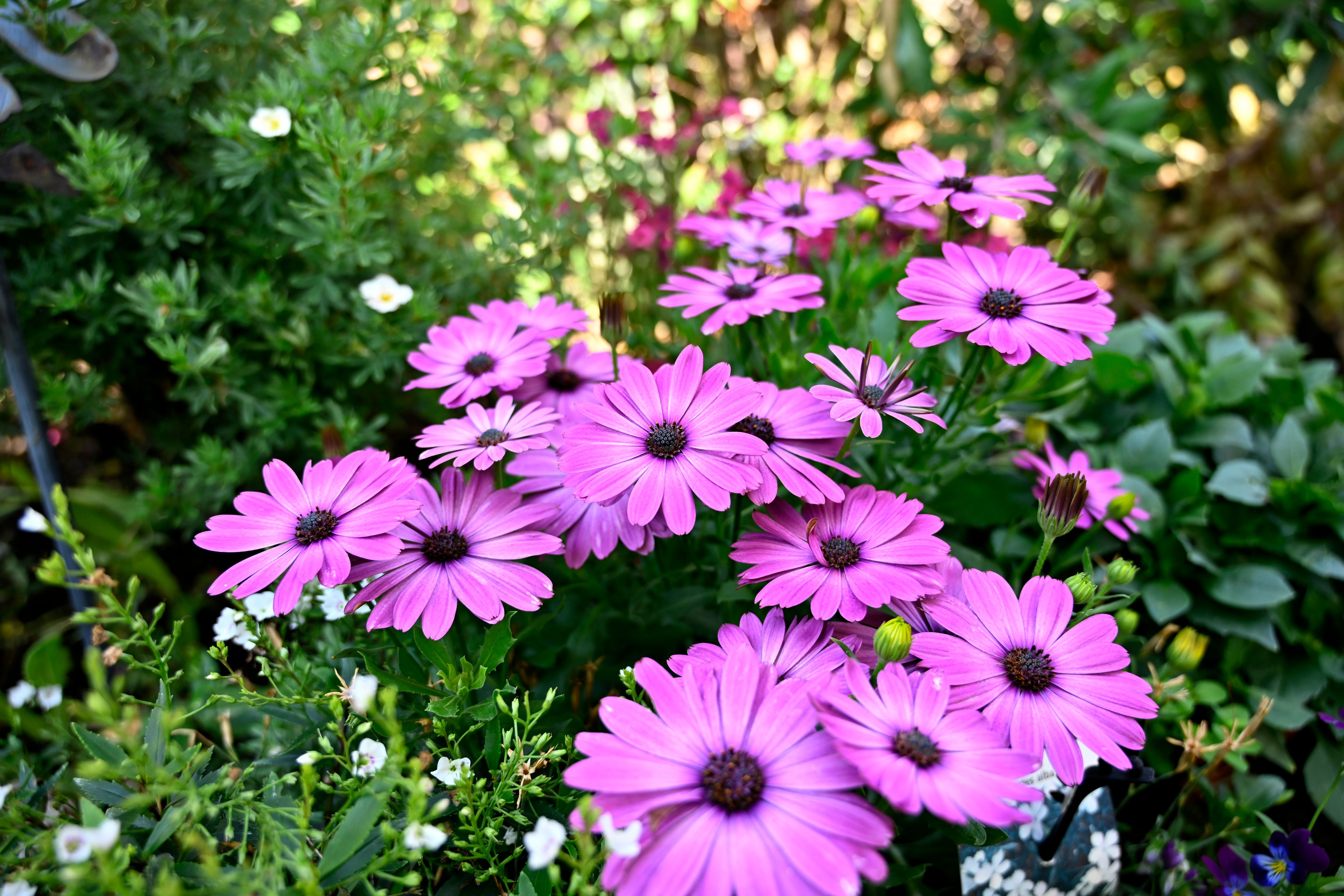[ColoSach]-close-up-of-vibrant-pink-african-daisies-(osteospermum)-in-lush-outdoor-garden-setting.