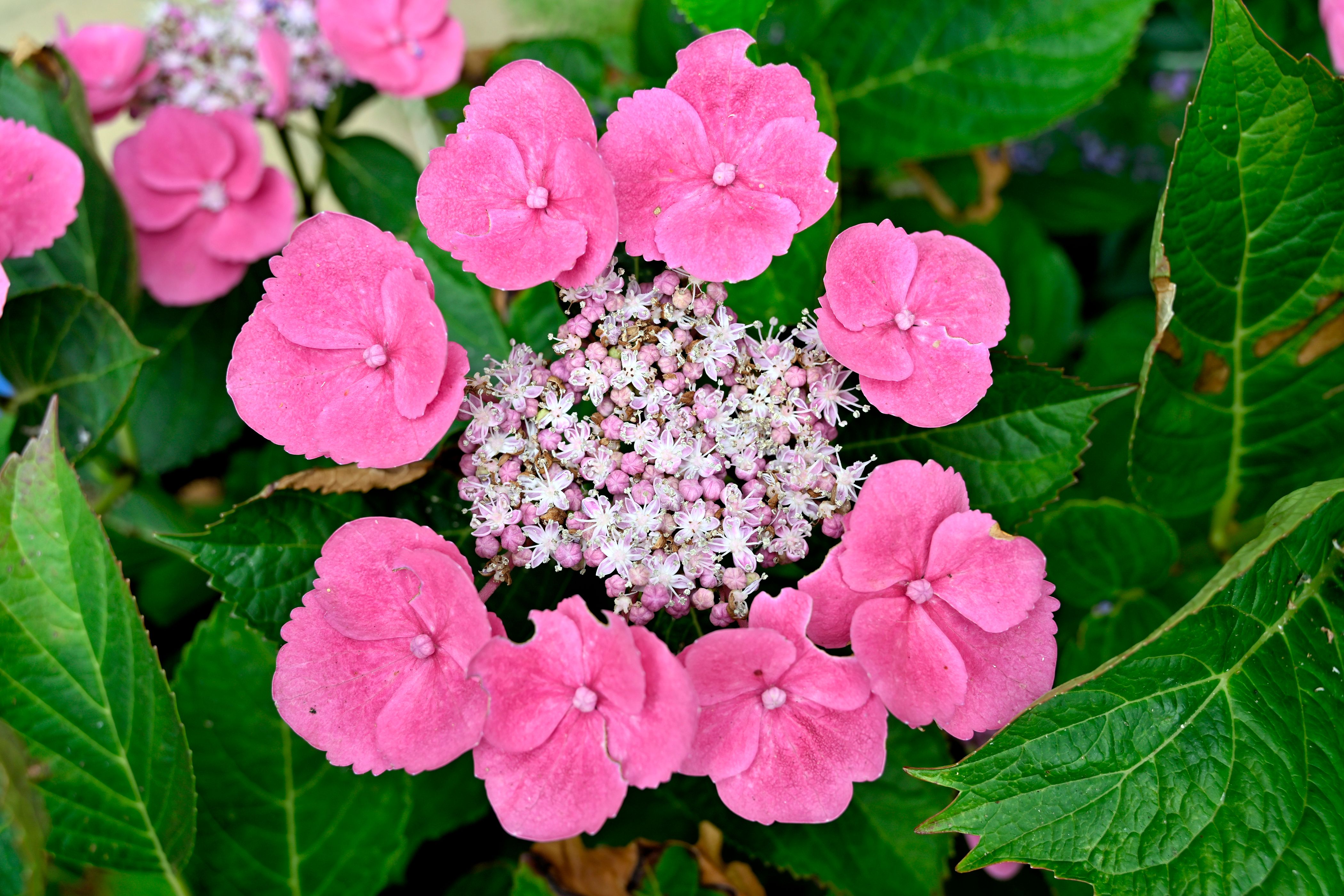[ColoSach]-a-detailed-close-up-of-vibrant-pink-hydrangea-flowers-surrounded-by-lush-green-leaves.