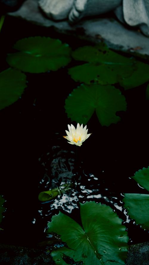 Free A tranquil white lotus flower floats amidst dark pond water and green lily pads in Hồ Chí Minh, Vietnam. Stock Photo
