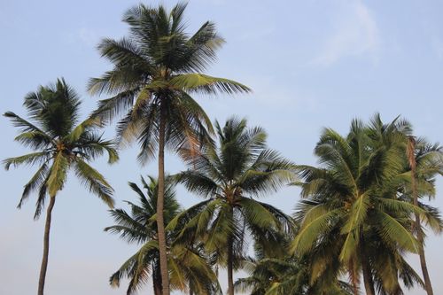 Free Majestic palm trees framed against a clear blue sky in tropical setting. Stock Photo