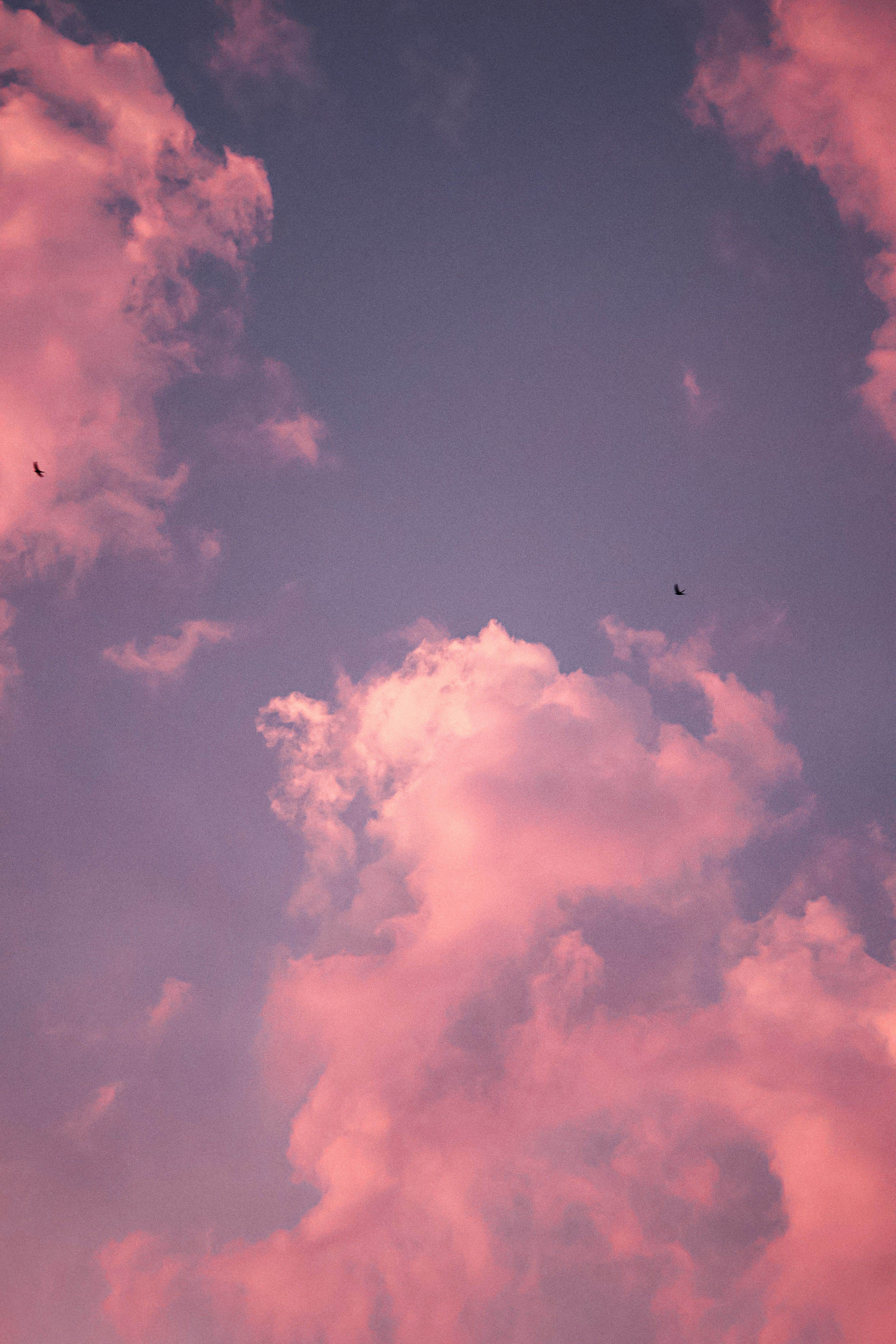 Beautiful pink clouds against a twilight sky with hints of blue, showcasing nature's serene beauty.