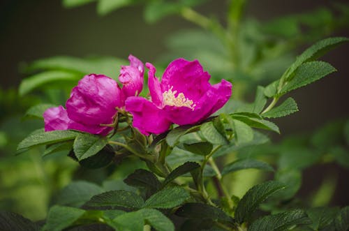 salmonberries, 紫色的花朵, 花 的 免費圖庫相片