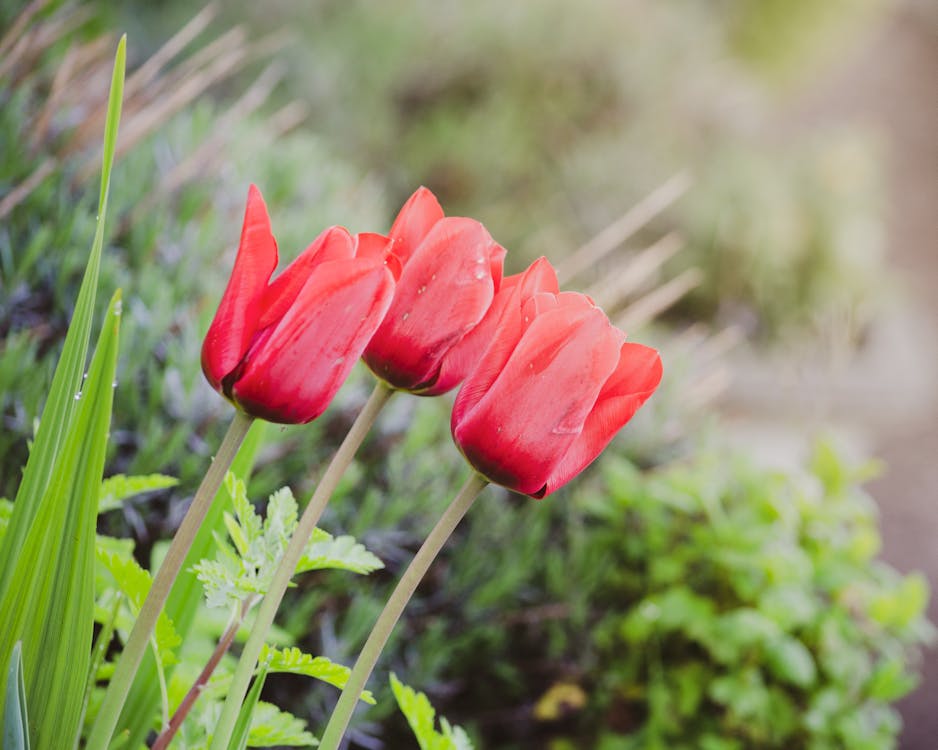 春天, 紅色鬱金香, 花 的 免費圖庫相片