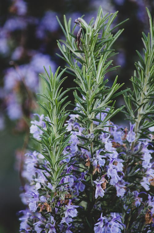 Imagine de stoc gratuită din flori de rozmarin, pe bază de plante, plante aromatice