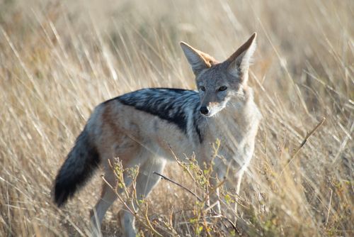 Free Black-backed jackal (Canis mesomelas) standing in dry Namibian grassland habitat. Stock Photo