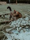 Cute little gray tiger cat walking on grassy backyard