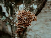 Branch with dried flower petals