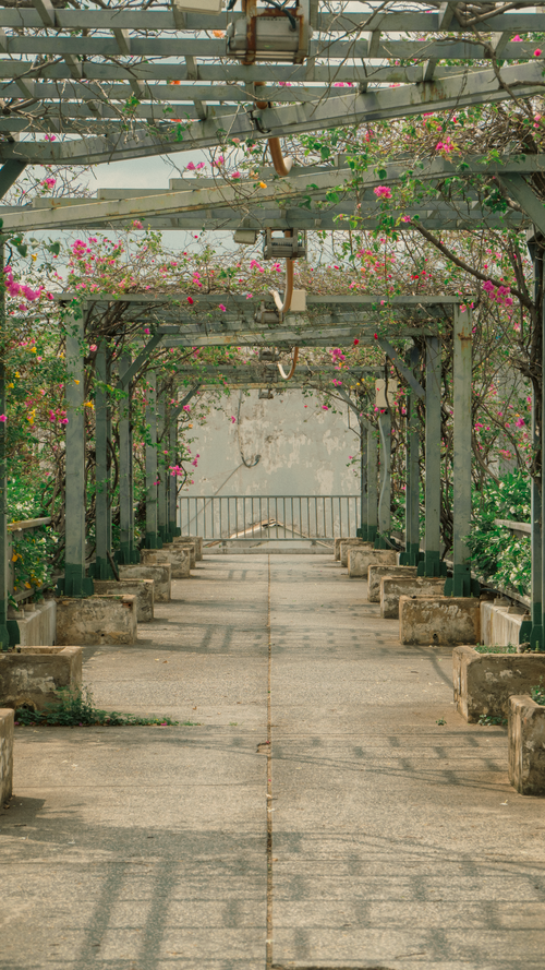 Free Serene pergola walkway adorned with vibrant flowers under a sunny sky. Stock Photo