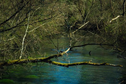Peaceful river flowing through lush forest with moss-covered branches and clear blue water.