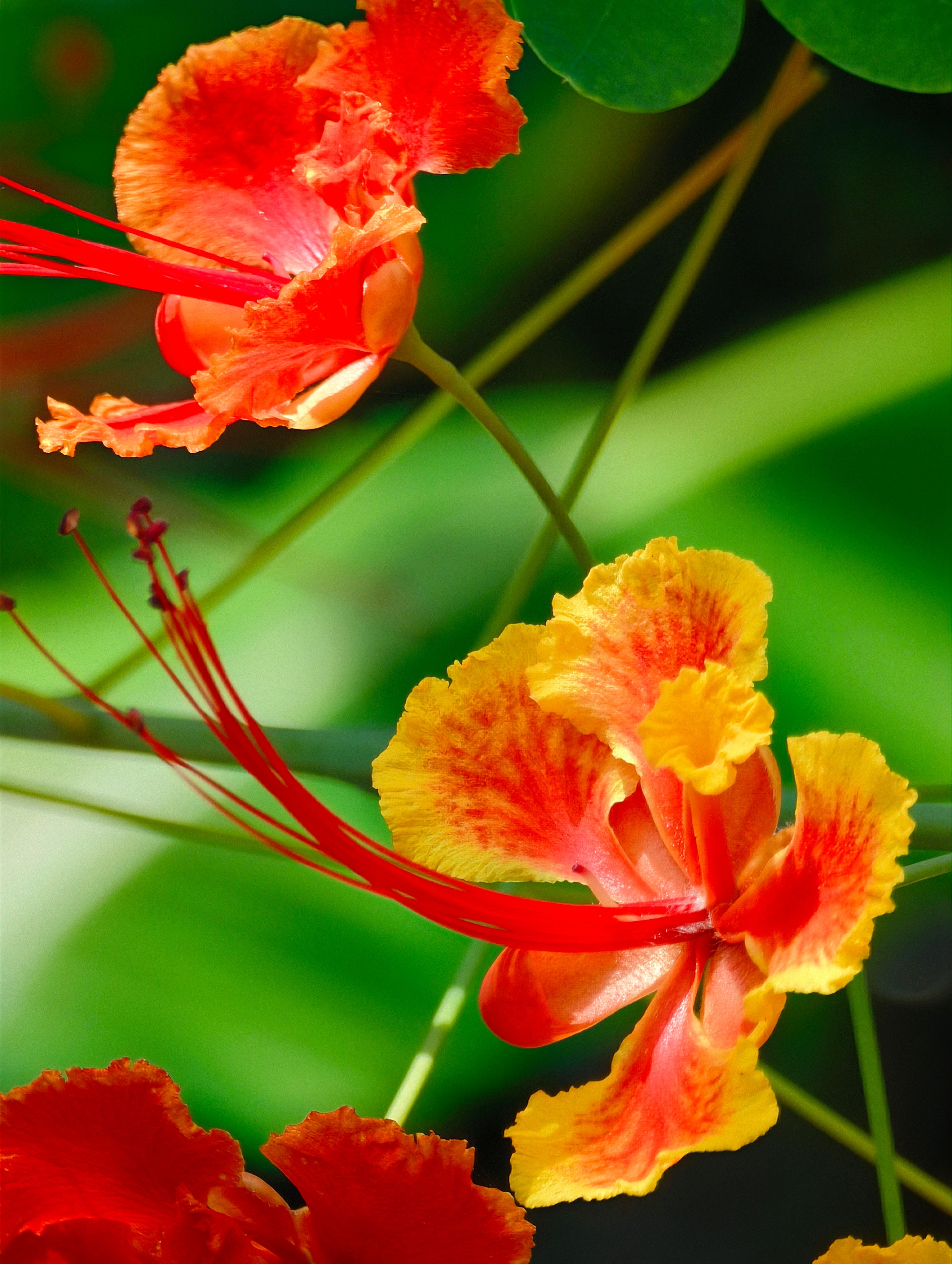 [ColoSach]-close-up-of-vibrant-orange-red-flowers-in-vietnam,-capturing-nature's-exquisite-beauty.