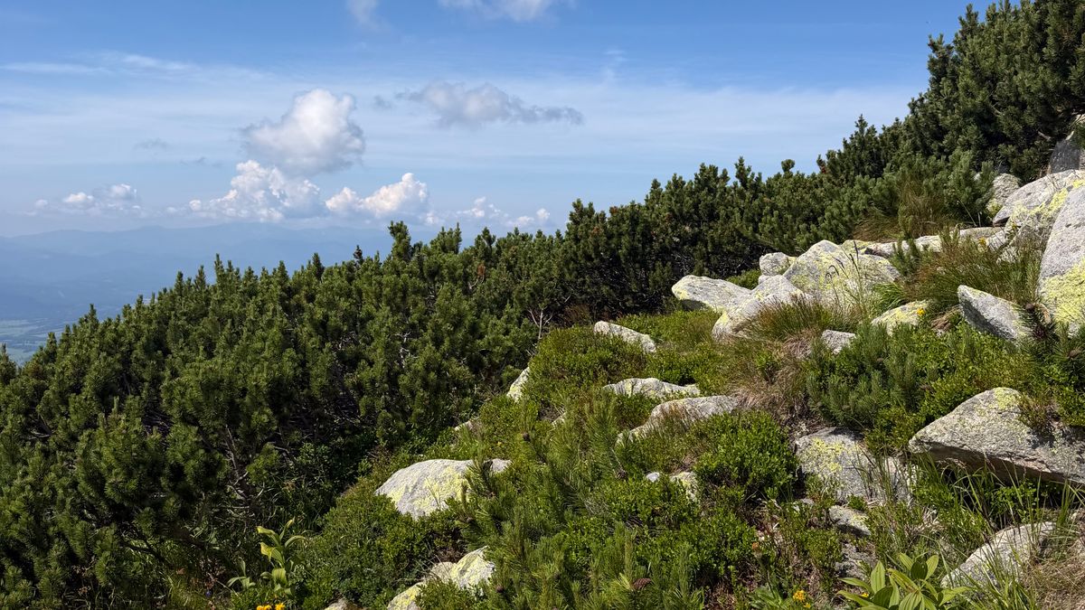 Randonnées à thème dans les Cévennes : botanique et biodiversité - illustration