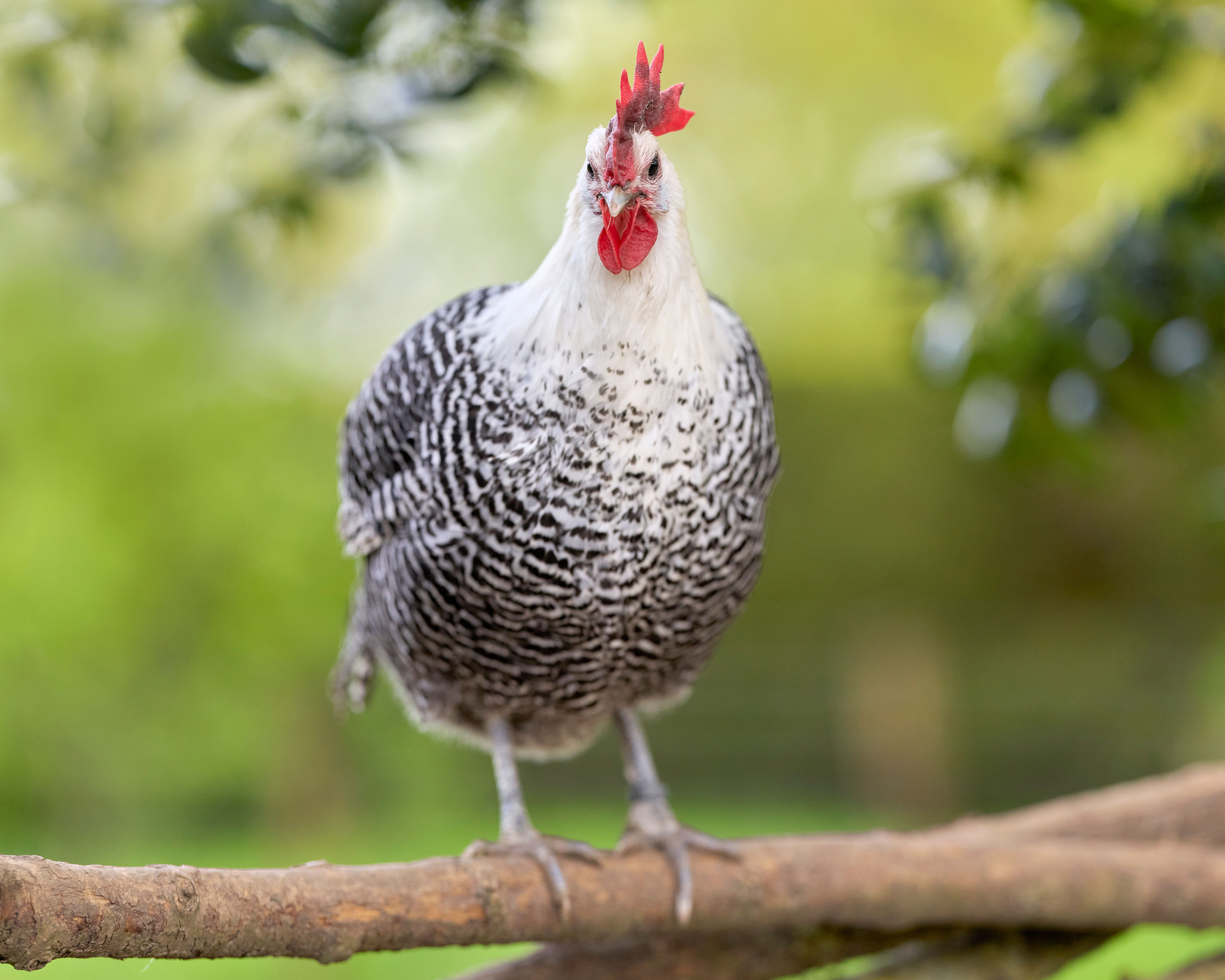 Foto: Erwin Bosman / Pexels