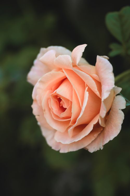 Free A delicate peach rose captured in full bloom with soft petals. Stock Photo