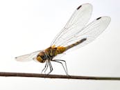 树枝上蜻蜓的宏观特写镜头，清晰地展现了它透明的翅膀