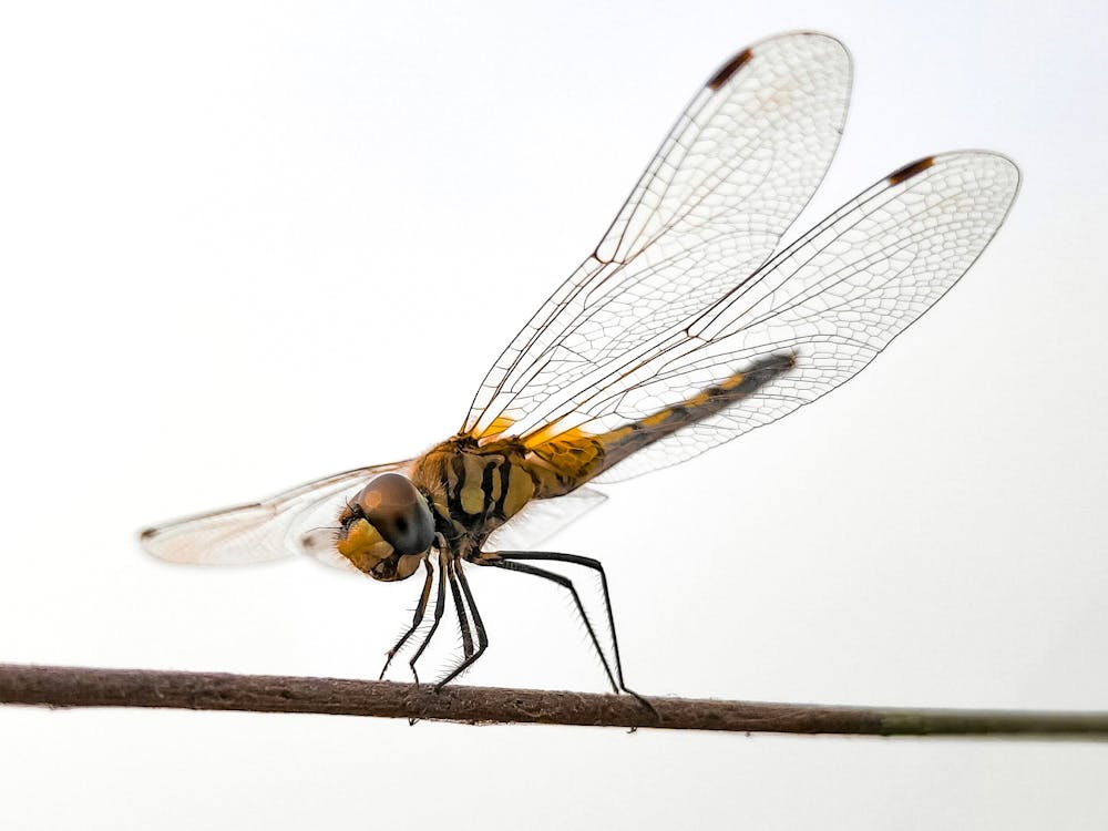 yellow dragonfly