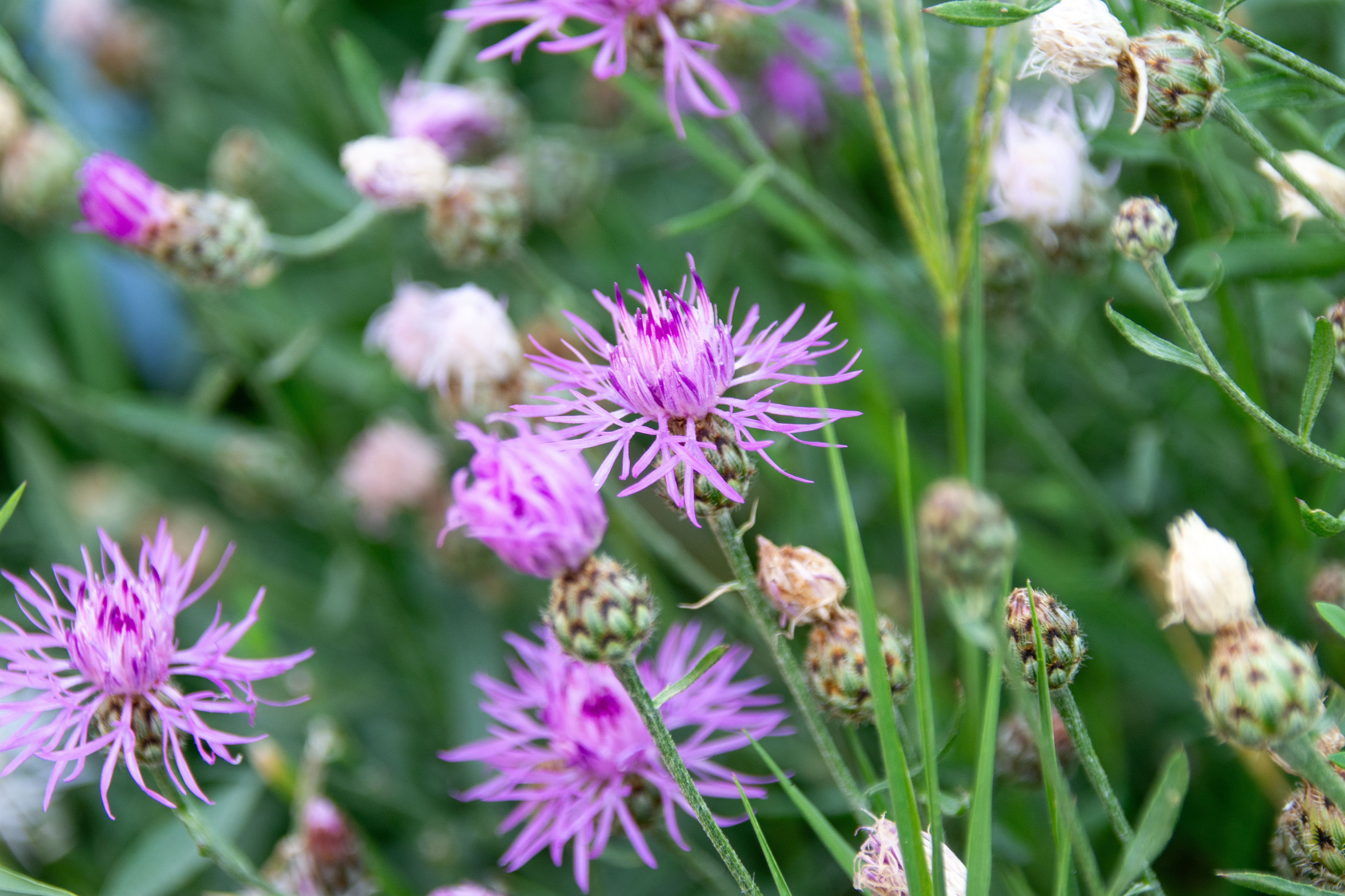 [ColoSach]-close-up-of-vivid-purple-cornflowers-blooming-in-a-lush-green-field,-showcasing-nature's-beauty.