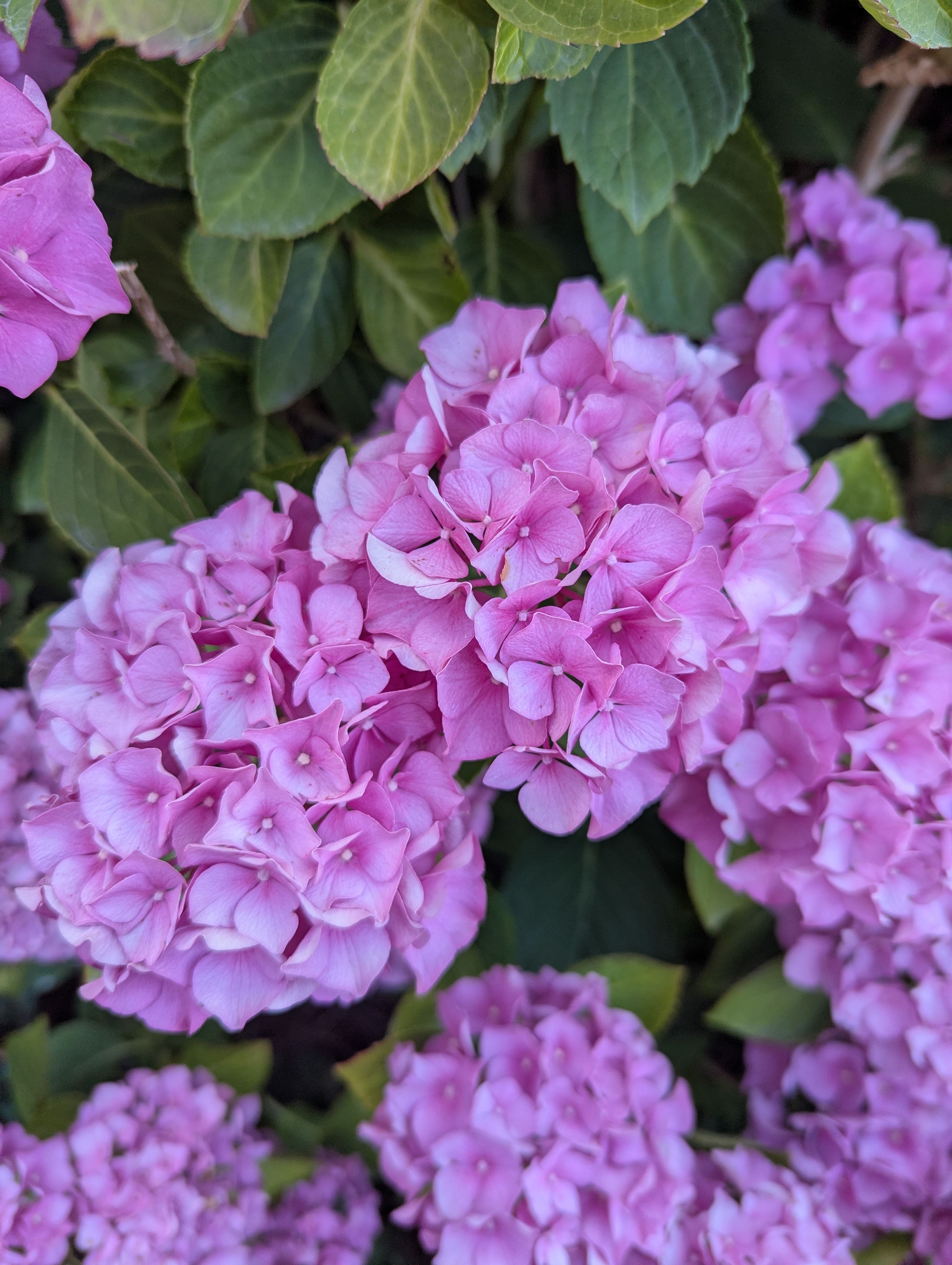 [ColoSach]-close-up-of-vibrant-pink-hydrangea-flowers-in-full-bloom-during-summer.
