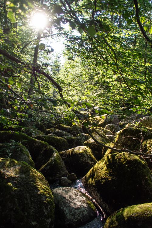 Free Sunlight filters through trees illuminating mossy rocks in a tranquil forest stream. Stock Photo