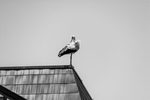 Free A solitary stork perches on a rooftop in a monochrome setting, creating a serene minimalist scene. Stock Photo