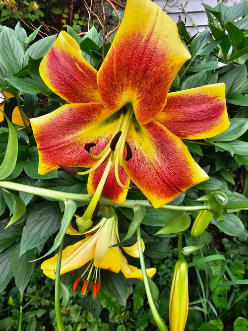 Free Close-up of a vivid yellow and red lily surrounded by green foliage, showcasing its detailed petals. Stock Photo
