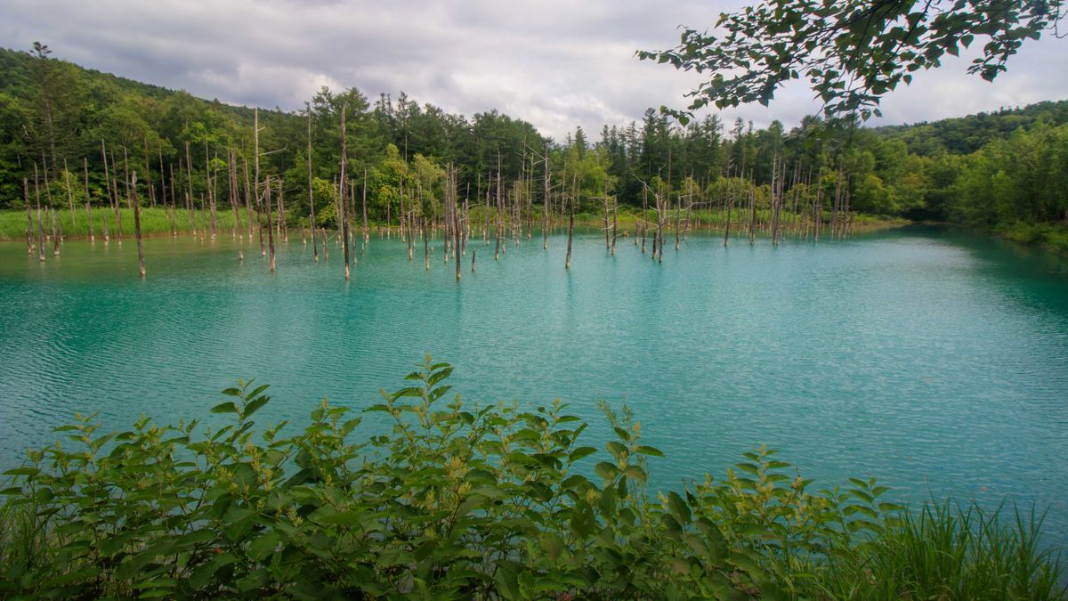 Turquoise Blue Pond in Biei with standing dead trees and green forest around the water