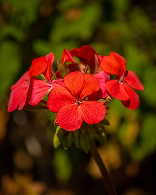 Free Close-up of vibrant red geranium flowers with vivid petals, showcasing natural beauty. Stock Photo