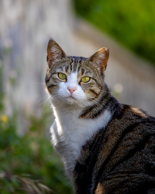 Free A striking portrait of a striped domestic cat with bright eyes in an outdoor setting, ideal for pet lovers. Stock Photo