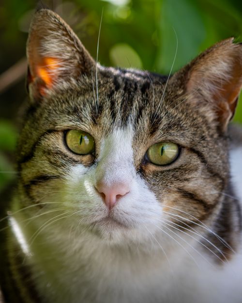 Free A detailed close-up of a tabby cat with green eyes, captured outdoors in natural light. Stock Photo