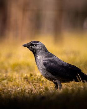 crow photo