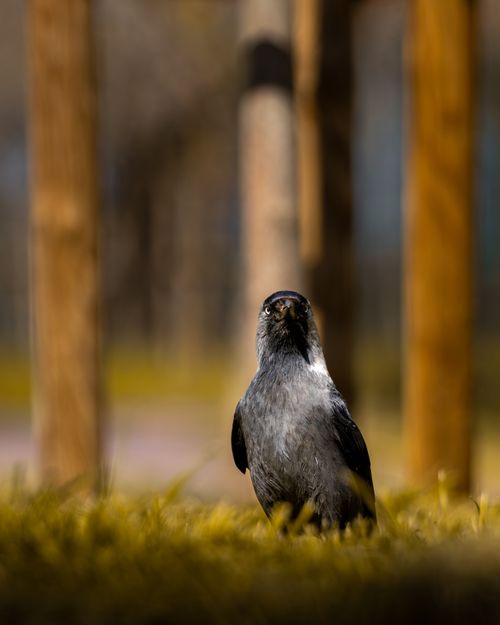 Free Detailed shot of a Eurasian jackdaw standing on grass with blurred trees in the background. Stock Photo