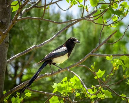 Close-up of a black-billed magpie perched on a tree branch surrounded by green leaves.