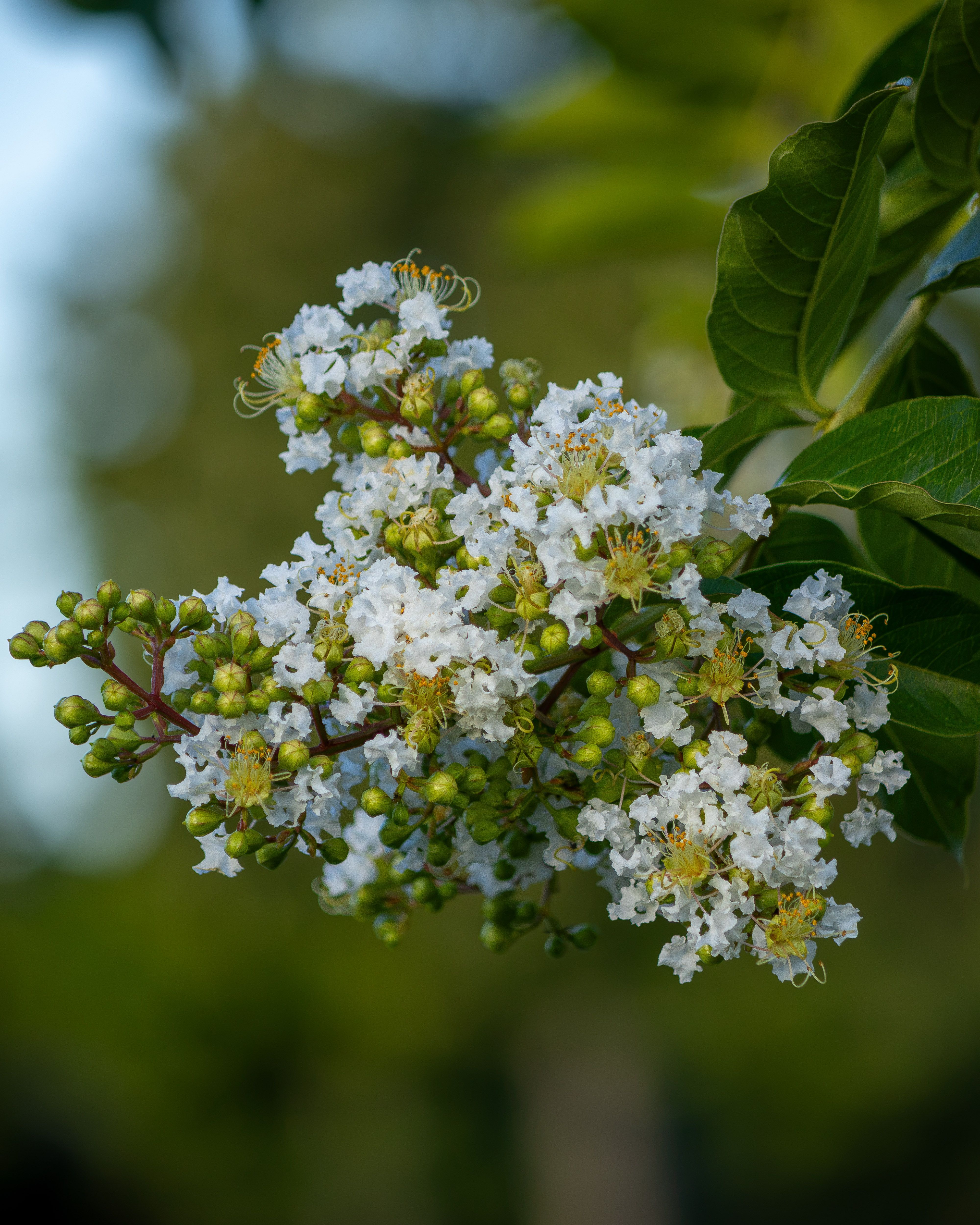 [ColoSach]-vibrant-close-up-of-white-crepe-myrtle-flowers-showcasing-their-delicate-petals-and-buds.