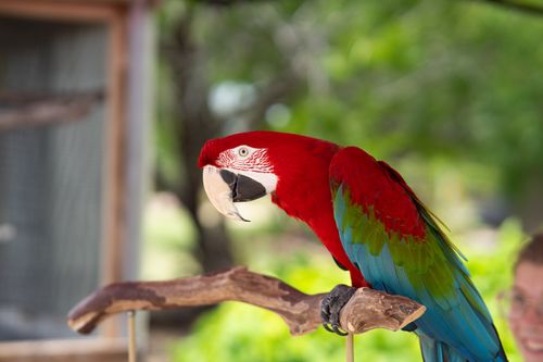 Free A Scarlet Macaw (Ara macao) perched on a branch, showcasing vibrant colors in a natural outdoor setting. Stock Photo