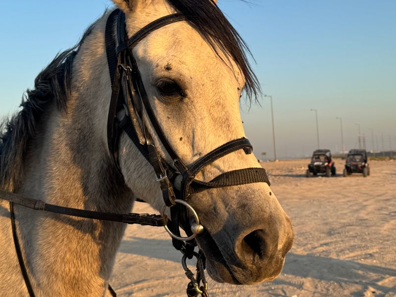 Arabian horse with a bridle in the desert