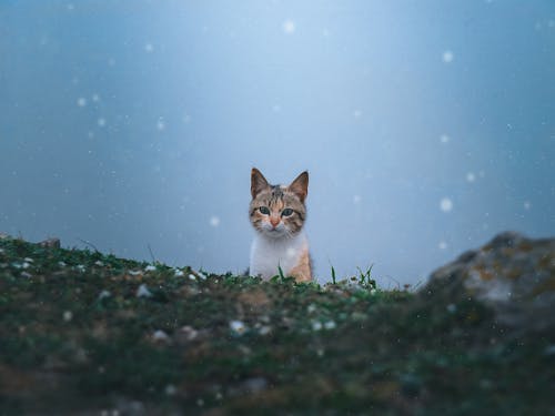 Kat Op Groen Gras