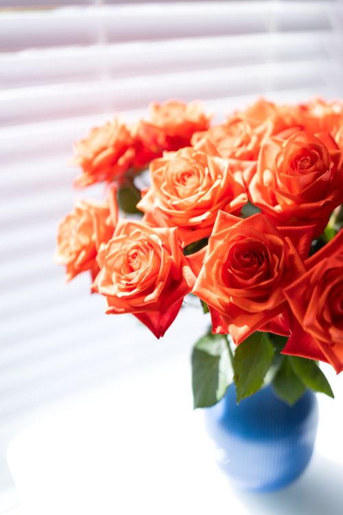 Free A stunning bouquet of orange roses elegantly arranged in a blue vase against a window backdrop. Stock Photo