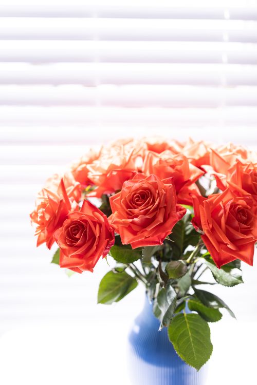 Free Captivating bouquet of coral roses in a blue vase with bright lighting. Stock Photo