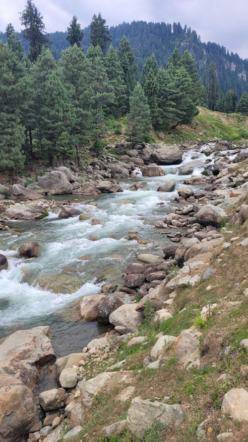 Free A serene stream flows through a lush green landscape in Gulmarg, surrounded by pine trees and rocky terrain. Stock Photo