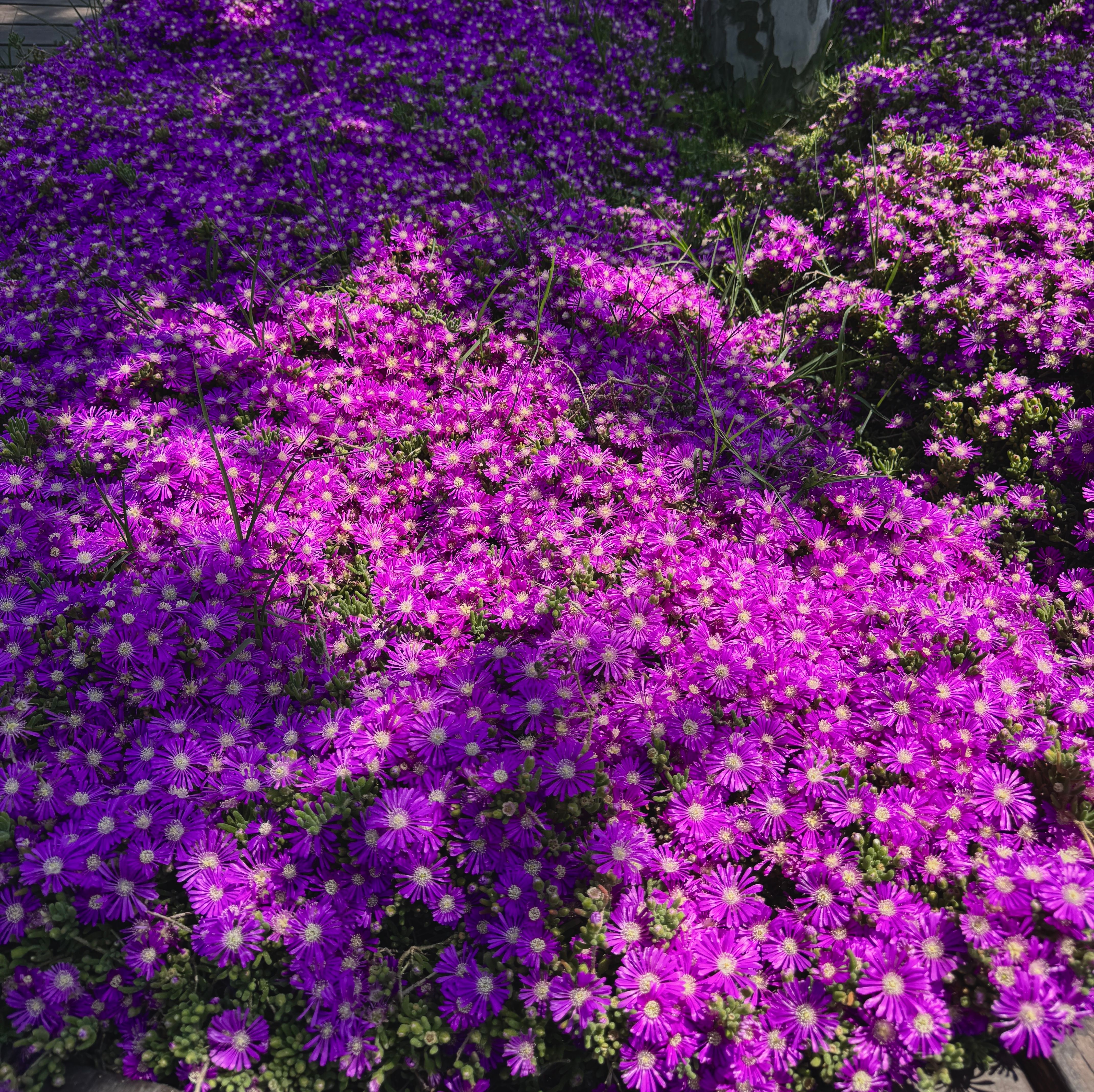 [ColoSach]-a-lush-field-of-vivid-purple-flowers-captured-in-daylight,-creating-a-tranquil-outdoor-scene.