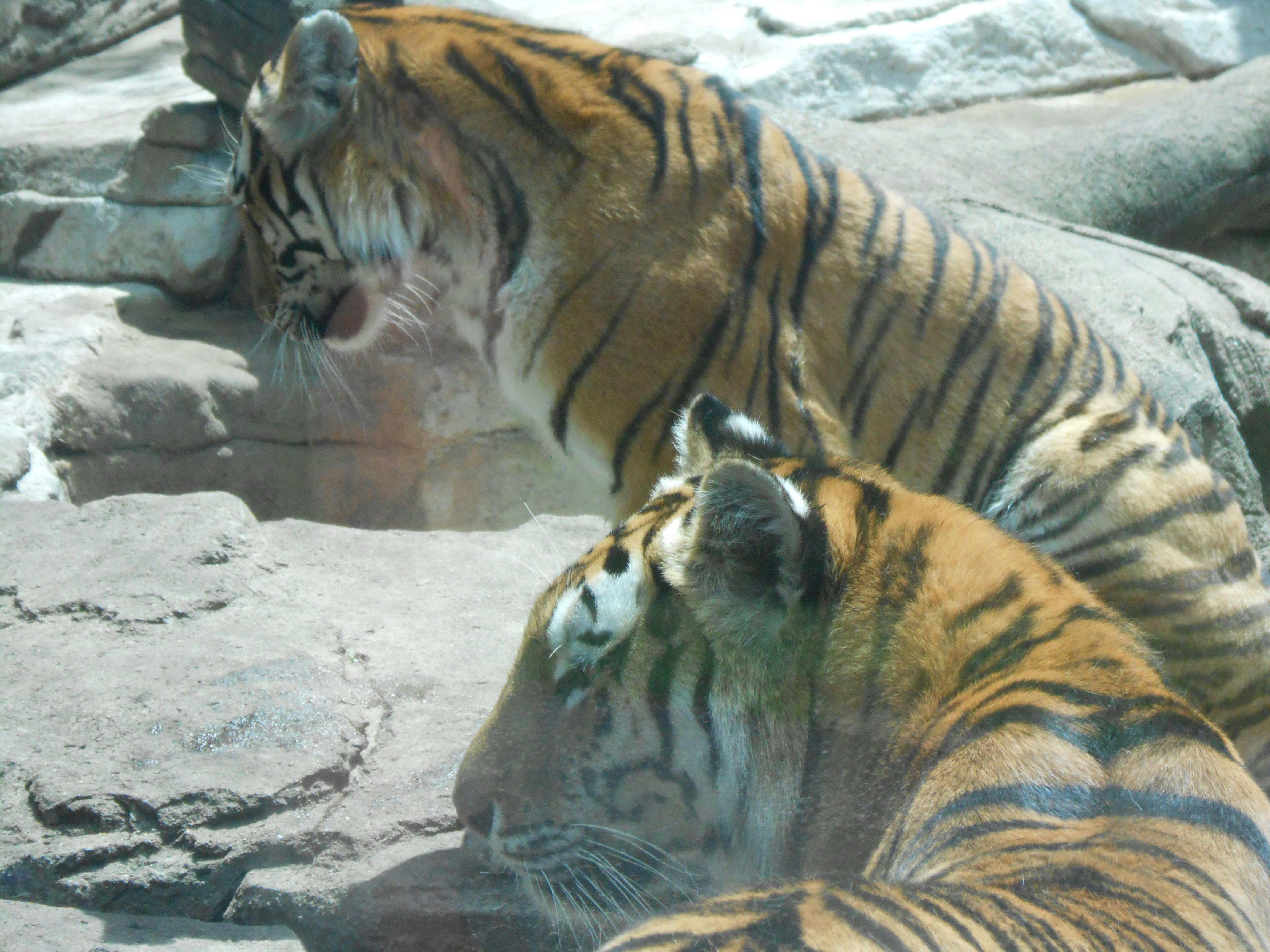 sibirsk tiger